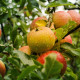 zeelandse appel - Malus Braeburn
