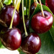 Vroege kers - Prunus 'Burlat'