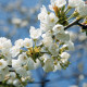 Vroege kers - Prunus 'Burlat'