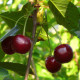 Vroege kers - Prunus 'Burlat'