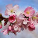 Vroege kers - Prunus 'Burlat'