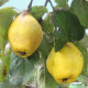 Kweepeer - Cydonia oblonga 'Champion' 