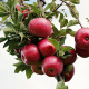 Ecologische zelfbestuivende Elstar - Malus Elstar Ecolette