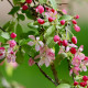 Ecologische zelfbestuivende Elstar - Malus Elstar Ecolette