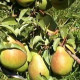 Franse  HandPeer -Pyrus communis 'Charneux'