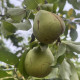 Franse  HandPeer -Pyrus communis 'Charneux'