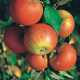 Cox Appel - Cox oranje pippin 
