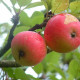 Vroege Appel - Malus Domestica 'Discovery'