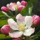 Vroege Appel - Malus Domestica 'Discovery'