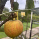 Vroege Appel - Malus Domestica 'Discovery'