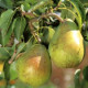 Zoete Peer - Pyrus  'Doyenne de comice'