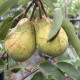 Zoete Peer - Pyrus  'Doyenne de comice'
