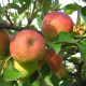 Elstar Appel - Malus Elstar