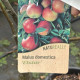 Elstar Appel - Malus Elstar