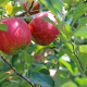 Elstar Appel - Malus Elstar