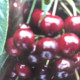 Spek kers -Prunus Avium 'Early Rivers'