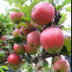 Gloster appel- Malus Gloster