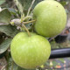 Gloster appel- Malus Gloster