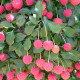 Japanse  kornoelje - Cornus Kousa 'national'