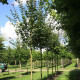 Rode Esdoorn - Acer Rubrum 'brandy wine'