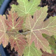 Rode Esdoorn - Acer Rubrum 'brandy wine'