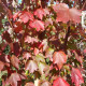 Rode Esdoorn - Acer Rubrum 'brandy wine'