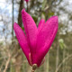 Magnolia galaxy