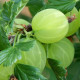 Groene Kruisbes - Ribes uva-crispa 'Invicta'