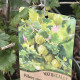 Groene Kruisbes - Ribes uva-crispa 'Invicta'