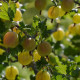 Groene Kruisbes - Ribes uva-crispa 'Invicta'