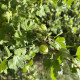 Groene Kruisbes - Ribes uva-crispa 'Invicta'