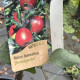 Jonagold Appel - Malus Jonagold
