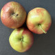 Jonagold Appel - Malus Jonagold