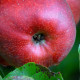 Jonagold Appel - Malus Jonagold