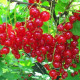 Rode Bessen - Ribes Rubrum 'Jonkheer van tets'