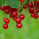 Rode Bessen - Ribes Rubrum 'Jonkheer van tets'