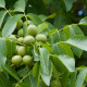 Echte Walnoot - Juglans regia