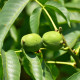 Echte Walnoot - Juglans regia