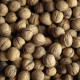 Echte Walnoot - Juglans regia