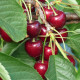 Zwarte Kers - Prunus Avium 'Mierlose zwarte'