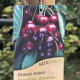 Zwarte Kers - Prunus Avium 'varikse zwarte'