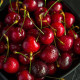 Zwarte Kers - Prunus Avium 'varikse zwarte'