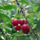 Zwarte Kers - Prunus Avium 'varikse zwarte'