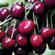 Zoet/zure Kers - Prunus Morel