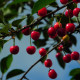 Zoet/zure Kers - Prunus Morel