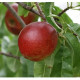 Nectarine - Prunus nuciperisa 'Nektarose'