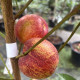 Nectarine - Prunus nuciperisa 'Nektarose'