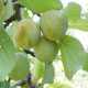 Pruim - Reine claude d oulions