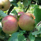 Schone van boskoop - Malus Domestica Schone van Boskoop