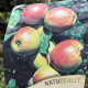 Schone van boskoop - Malus Domestica Schone van Boskoop